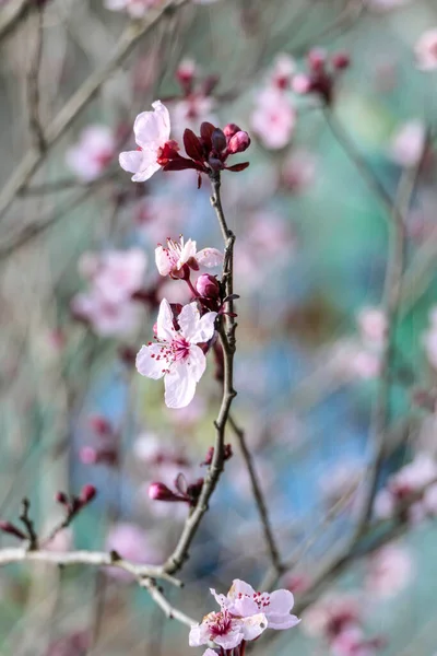 Pissardi plum tree blooming with pink flowers. Selective focus. Blurred background — Stock Photo, Image