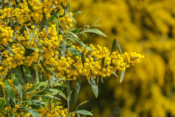 Flores Amarelas Uma Floração Cootamundra Wattle Acacia Baileyana Árvore Close — Fotografia de Stock