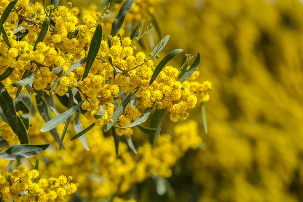 Sárga Virágok Egy Virágzó Cootamundra Wattle Akác Baileyana Közelkép Elmosódott — Stock Fotó