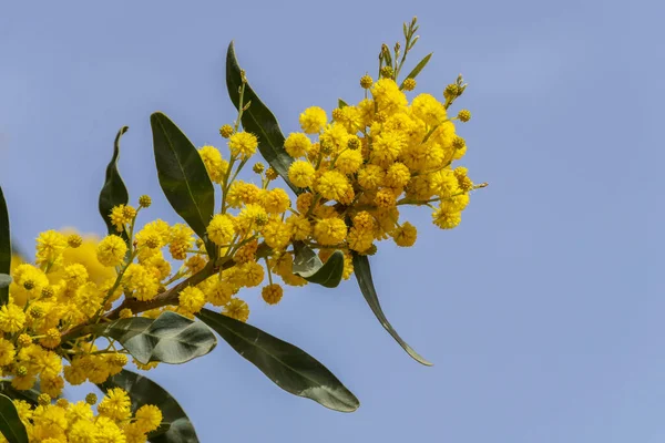 Flores Amarelas Uma Floração Cootamundra Wattle Acacia Baileyana Árvore Close — Fotografia de Stock