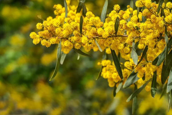 Flores Amarelas Uma Floração Cootamundra Wattle Acacia Baileyana Árvore Close — Fotografia de Stock