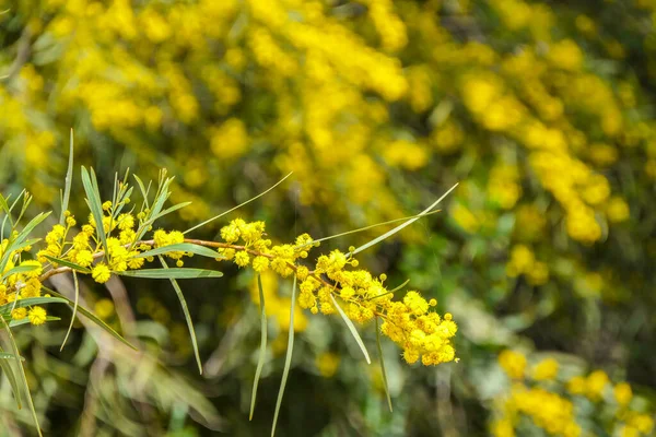 Sárga Virágok Egy Virágzó Cootamundra Wattle Akác Baileyana Közelkép Elmosódott — Stock Fotó