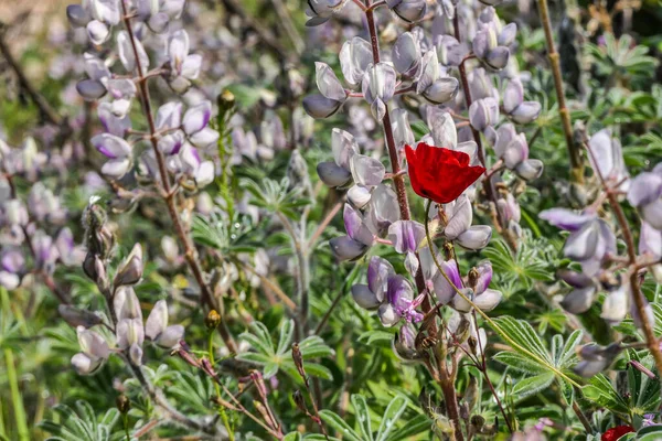 Çiçekli Pembe Lupinli Bir Çayır Manzarası Seçici Odaklanma Arka Plan — Stok fotoğraf