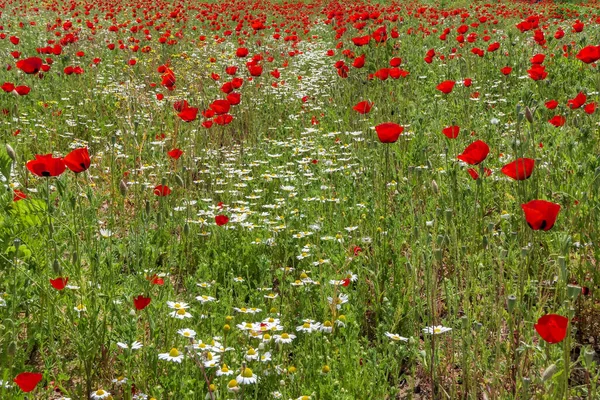 Vista Prado Con Amapolas Rojas Margaritas Blancas — Foto de Stock