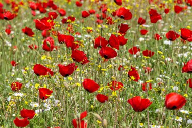 Kırmızı gelincikler ve beyaz papatyalarla dolu bir çayır manzarası. Yumuşak Odaklanma. İsrail