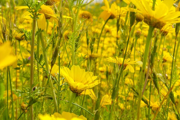 Sarı Çiçekler Senecio Vernalis Bulanık Yeşil Arka Planda Nektar Toplayan — Stok fotoğraf