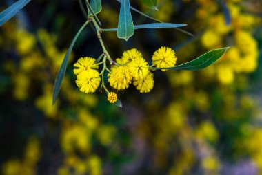 Çiçek açan bir Cootamundra gerdanının sarı çiçekleri. Acacia baileyana ağacı, bulanık bir arkaplanı kaplar.