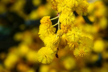 Çiçek açan bir Cootamundra gerdanının sarı çiçekleri. Acacia baileyana ağacı, bulanık bir arkaplanı kaplar.