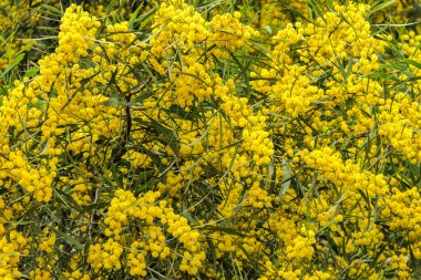 Yellow blossoms of a flowering Cootamundra wattle Acacia baileyana tree close up on a blurred background