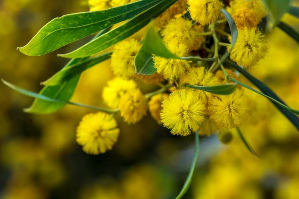 Yellow Blossoms Flowering Cootamundra Wattle Acacia Baileyana Tree Close Blurred — Fotografia de Stock