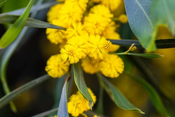 Yellow Blossoms Flowering Cootamundra Wattle Acacia Baileyana Tree Close Blurred — Stock Photo, Image