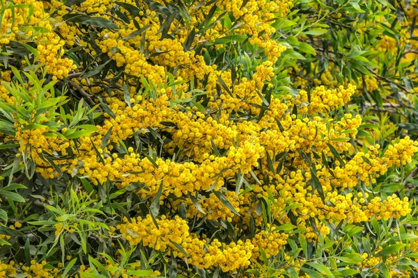 Flores Amarelas Uma Floração Cootamundra Wattle Acacia Baileyana Árvore Fechar — Fotografia de Stock