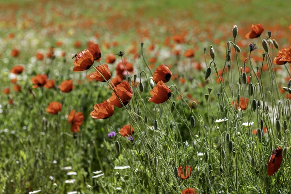 Vista de un prado con amapolas rojas y margaritas blancas. Enfoque selectivo — Foto de Stock