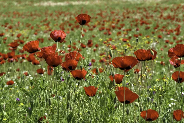 View of a meadow with red poppies and white daisies. Selective Focus — Stock fotografie