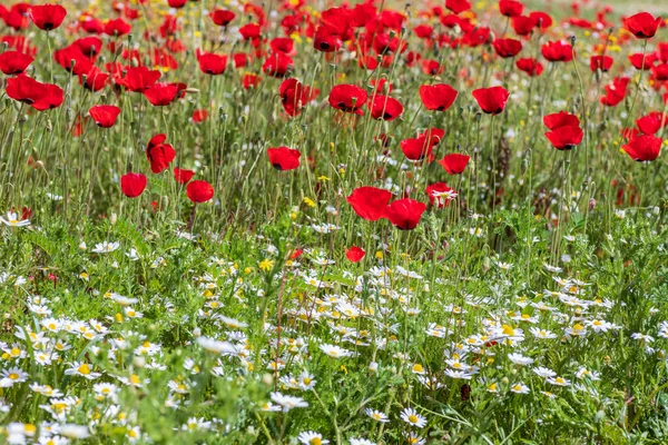 Vista de un prado con amapolas rojas y margaritas blancas. — Foto de Stock