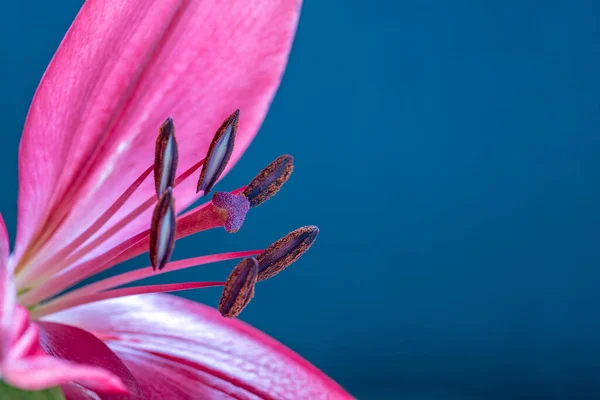 Pistil Stamens Red Lily Flowers Close — стоковое фото