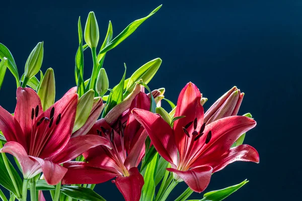 Pistilo Estambre Flores Lirio Rojo Cierran Sobre Fondo Oscuro — Foto de Stock