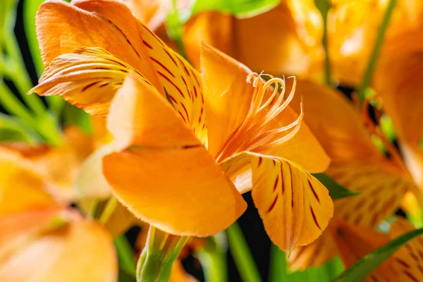 View of yellow flowers Lily of the Incas closeup —  Fotos de Stock