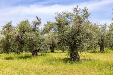 View of garden of olive trees. Spring flowering. Wildflowers. Israel