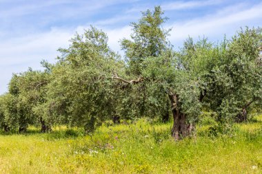 Zeytin ağacı bahçesi manzarası. Bahar çiçekleri. Yabani çiçekler. İsrail