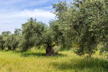 Zeytin ağacı bahçesi manzarası. Bahar çiçekleri. Yabani çiçekler. İsrail