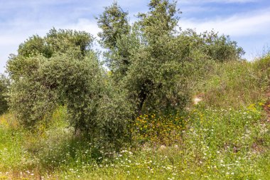 Zeytin ağacı bahçesi manzarası. Bahar çiçekleri. Yabani çiçekler. İsrail