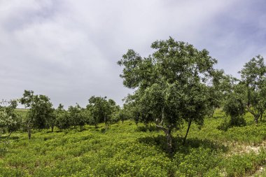 Zeytin ağacı bahçesi manzarası. Bahar çiçekleri. Yabani çiçekler. İsrail