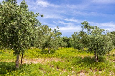 Zeytin ağacı bahçesi manzarası. Bahar çiçekleri. Yabani çiçekler. İsrail