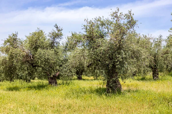 Zeytin ağacı bahçesi manzarası. Bahar çiçekleri. Yabani çiçekler. İsrail