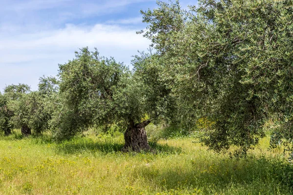 Zeytin ağacı bahçesi manzarası. Bahar çiçekleri. Yabani çiçekler. İsrail