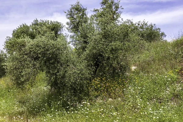 Zeytin ağacı bahçesi manzarası. Bahar çiçekleri. Yabani çiçekler. İsrail