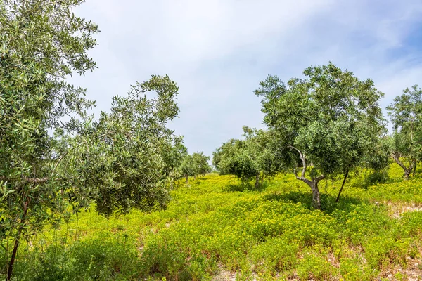 Zeytin ağacı bahçesi manzarası. Bahar çiçekleri. Yabani çiçekler. İsrail