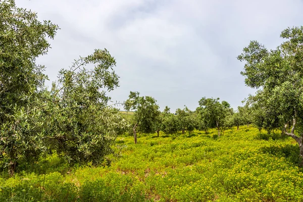 Zeytin ağacı bahçesi manzarası. Bahar çiçekleri. Yabani çiçekler. İsrail