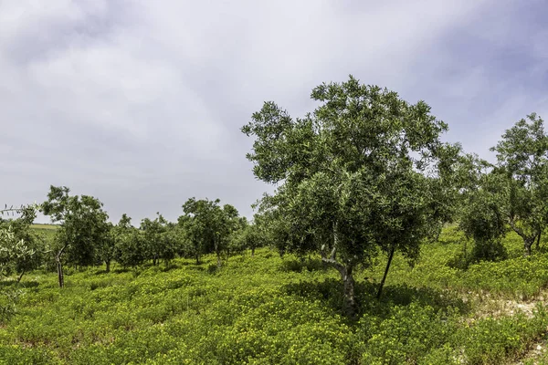 Zeytin ağacı bahçesi manzarası. Bahar çiçekleri. Yabani çiçekler. İsrail