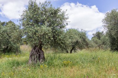 Çiçekli ve otlu eski zeytin ağaçları olan bir meyve bahçesi Bulutlu mavi bir gökyüzü arasında