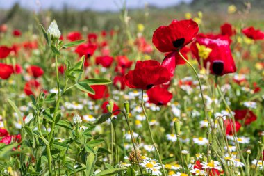 Çiçek açan kırmızı gelincikler ve beyaz papatyalar manzarası. Yabani çiçekler. İsrail