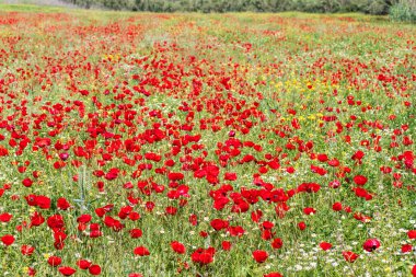 Çiçek açan kırmızı gelincikler ve beyaz papatyalar manzarası. Yabani çiçekler. İsrail