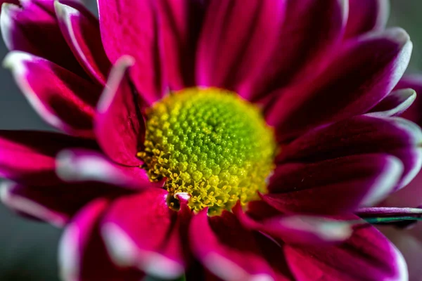 Flor Crisântemo Roxo Cabeça Closeup Foco Seletivo Pormenores — Fotografia de Stock