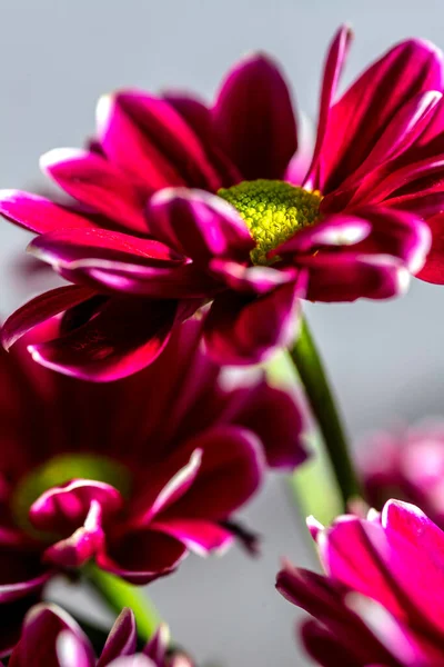 Flower Purple Chrysanthemum Head Closeup Selective Focus Detailed — Fotografia de Stock
