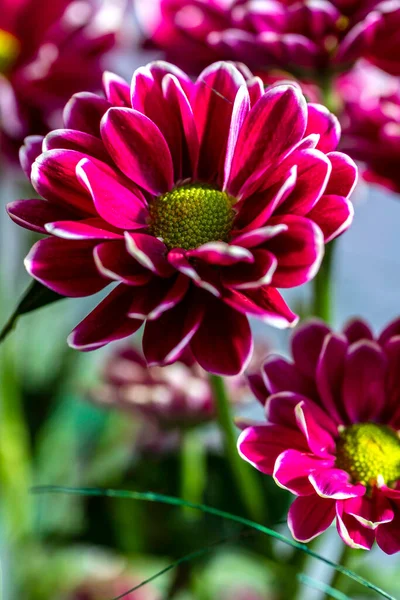 Flower Purple Chrysanthemum Head Closeup Selective Focus Detailed — Fotografia de Stock