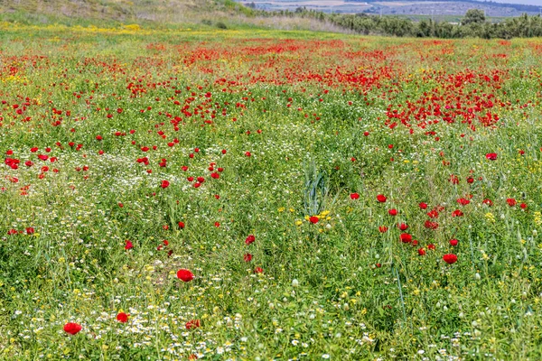 Çiçek açan kırmızı gelincikler ve beyaz papatyalar manzarası. Yabani çiçekler. İsrail