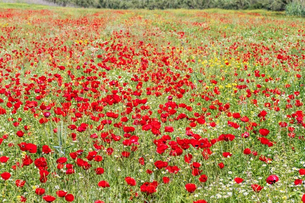 Çiçek açan kırmızı gelincikler ve beyaz papatyalar manzarası. Yabani çiçekler. İsrail