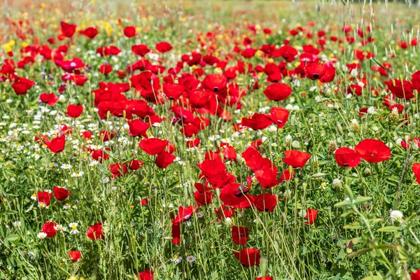 Çiçek açan kırmızı gelincikler ve beyaz papatyalar manzarası. Yabani çiçekler. İsrail