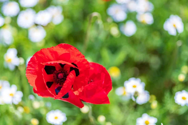 Krásná Červená Mák Květ Zblízka Obklopen Divoký Heřmánek — Stock fotografie