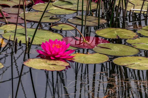Purple Egyptian Lotus Water Lily Flower Leaves Floating Water Israel — Photo