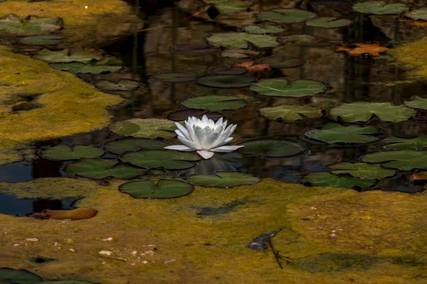 Weiße Ägyptische Lotus Seerose Blume Mit Wasser Treibenden Blättern Israel — Stockfoto
