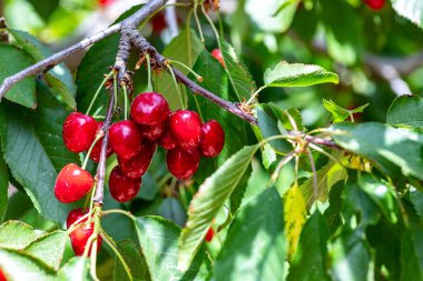 Olgun kırmızı kirazlar bahçedeki bir dala yakın duruyor. İsrail