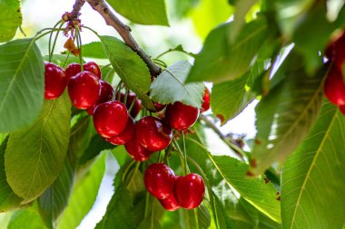 Olgun kırmızı kirazların bahçedeki bir dala yakın görüntüsü. İsrail