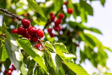 Olgun kırmızı kirazların bahçedeki bir dala yakın görüntüsü. İsrail