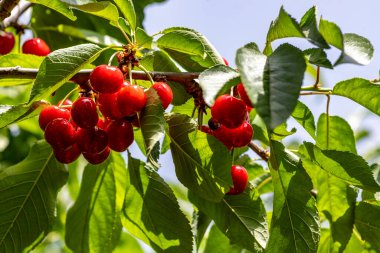 Olgun kırmızı kirazların bahçedeki bir dala yakın görüntüsü. İsrail